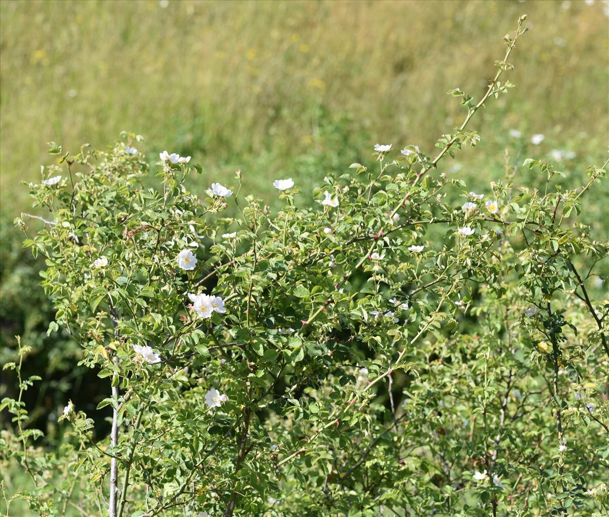 Rosa micrantha (door Jan Klinckenberg)